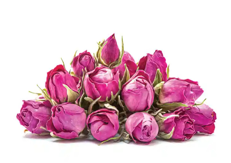 غنچه گل محمدی